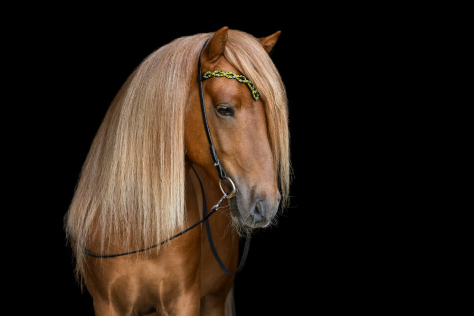 The story behind our Heritage headstalls - How we created unique pieces for Icelandic horses