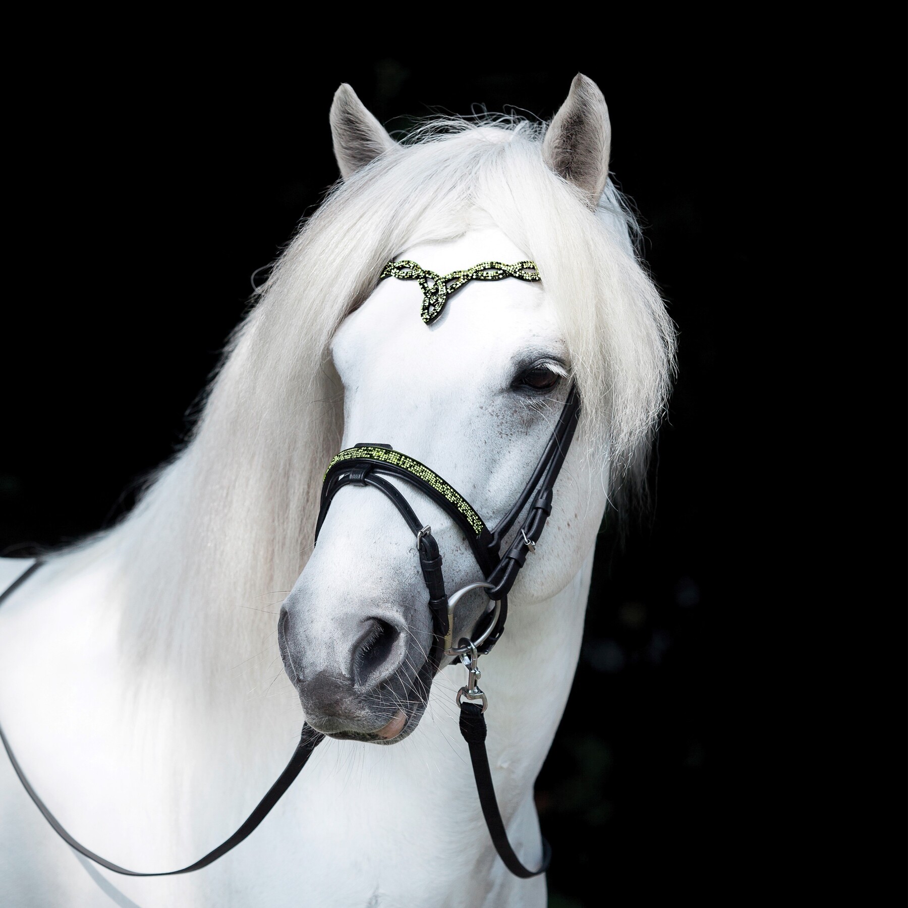 Flash noseband Aurora