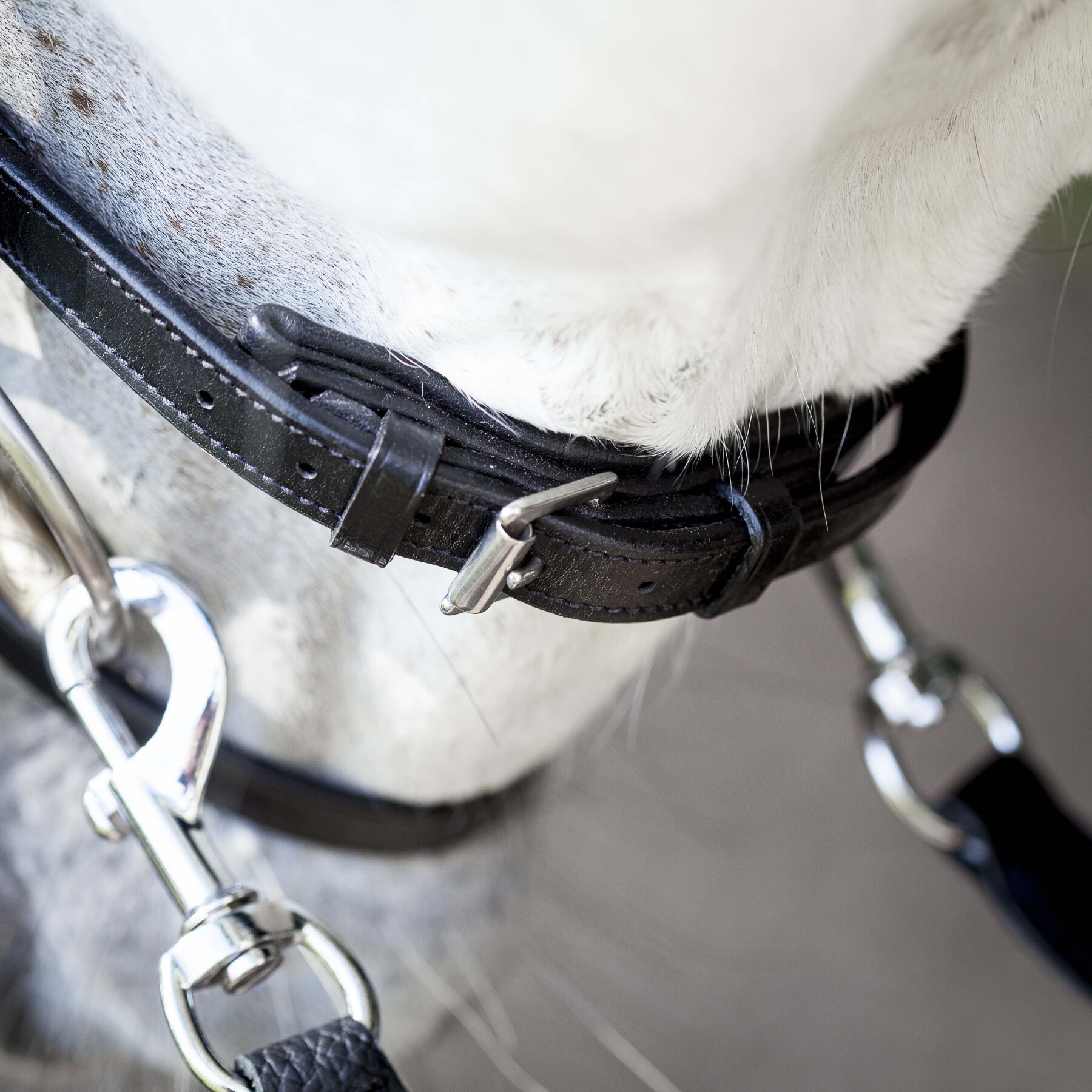 Flash noseband with removable flash strap
