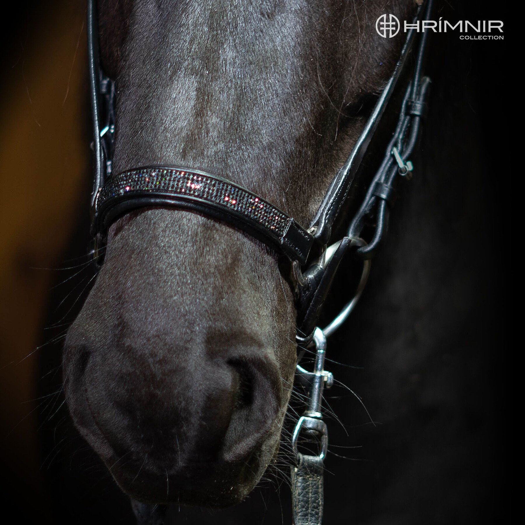 Lava drop noseband black horse front view 