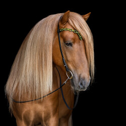 Headstall Heritage D - Aurora
