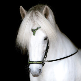 Drop noseband Aurora