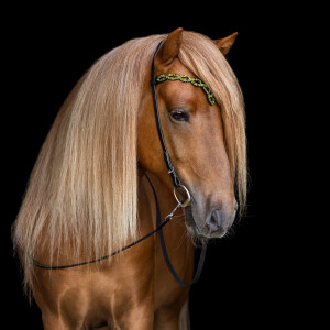 Hrimnir headstall sparkling aurora