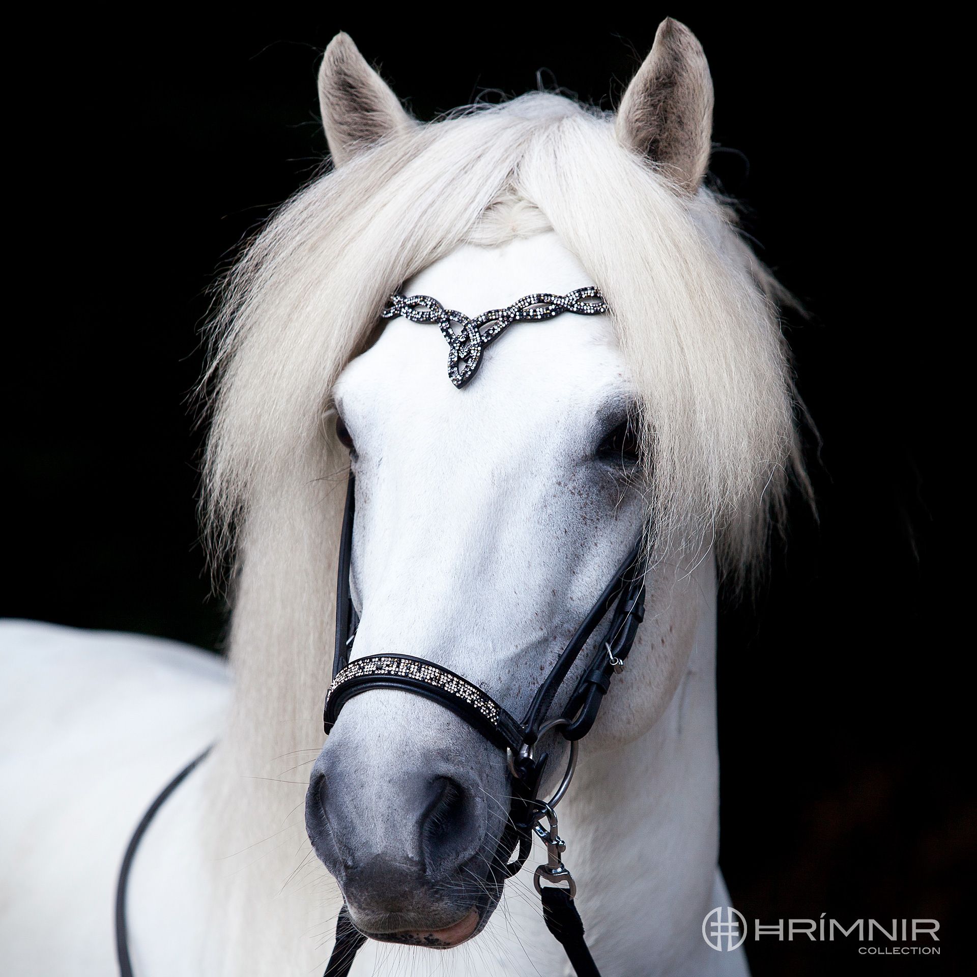 Drop noseband Fire and Ice