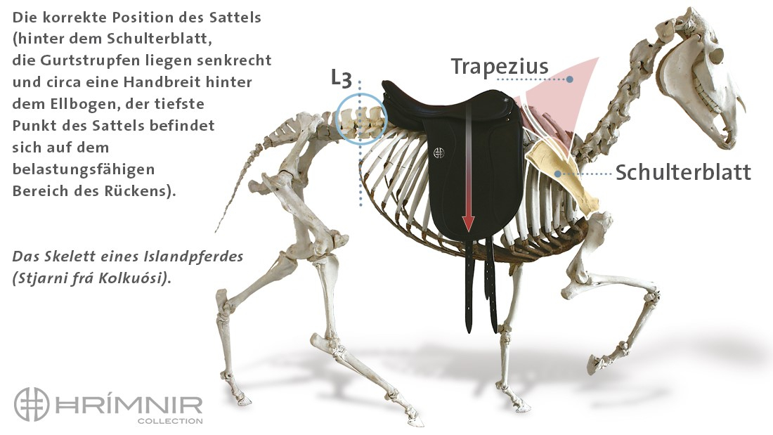 skeleton with saddle