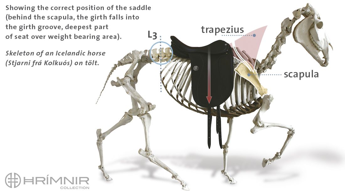 skeleton with saddle