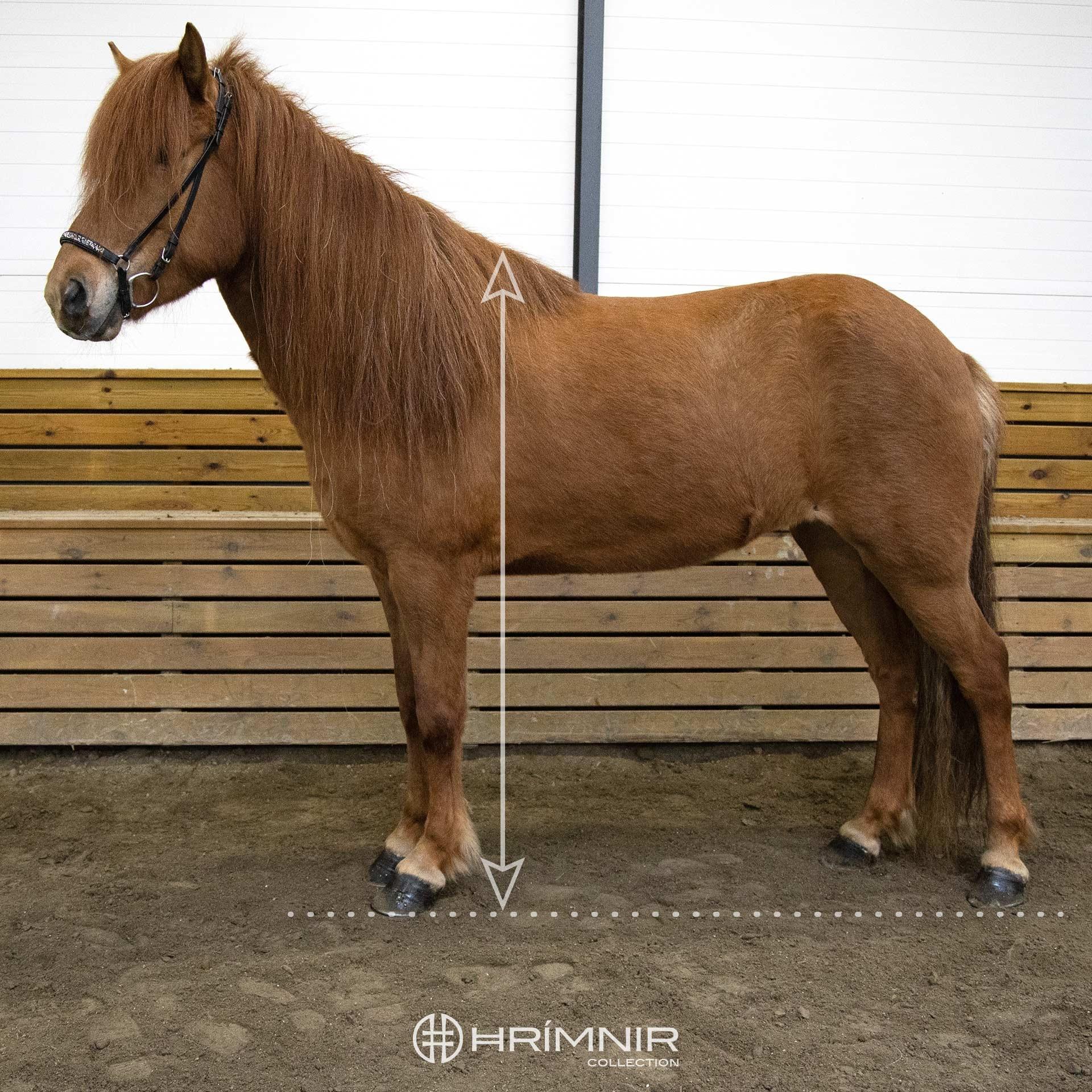 Saddle Expert Hrimnir